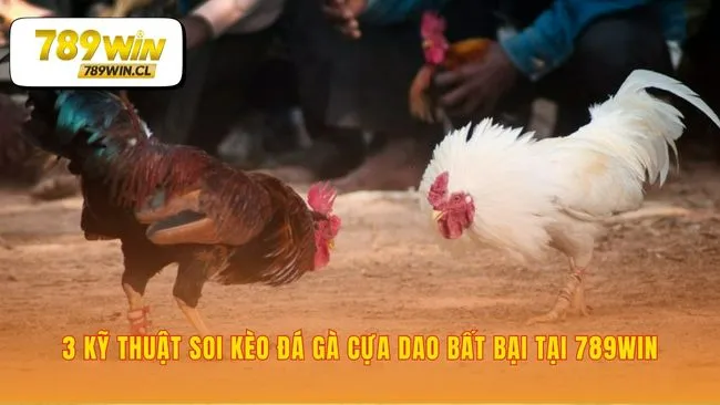 Soi kèo đá gà thomo cựa dao 789WIN chuyên nghiệp