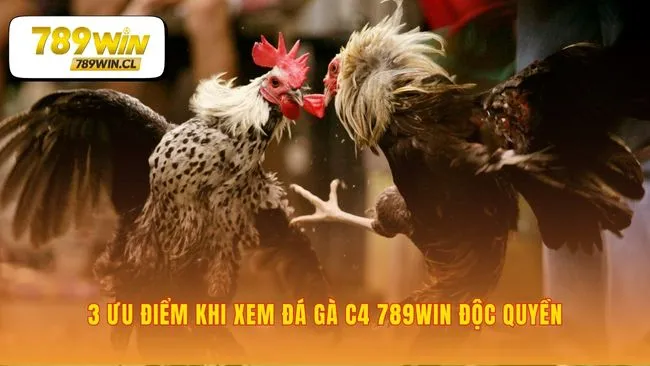 Trải nghiệm đá gà c4 789WIN vượt trên mong đợi