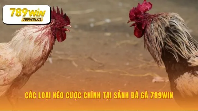 Ngôn ngữ cá cược trong sảnh đấu đá gà 789WIN