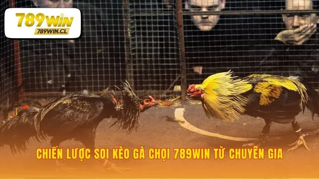Soi kèo gà chọi 789WIN vượt qua yếu tố may rủi