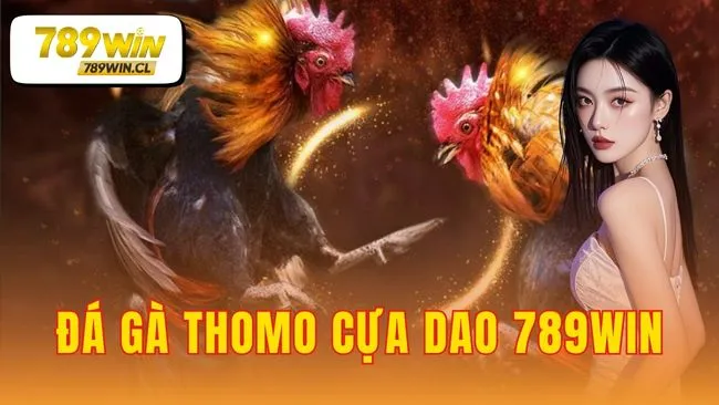 đá gà thomo cựa dao 789WIN