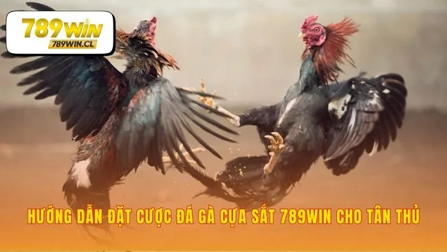 Các bước đơn giản để tham gia vào đấu trường kịch tính