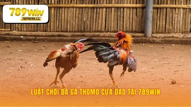 Đọc hiểu quy tắc để làm chủ sàn đấu