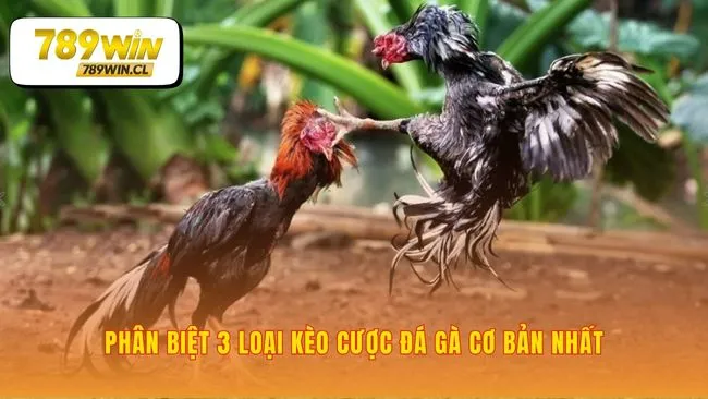 Ba lựa chọn cược cơ bản tại live đá gà 789WIN