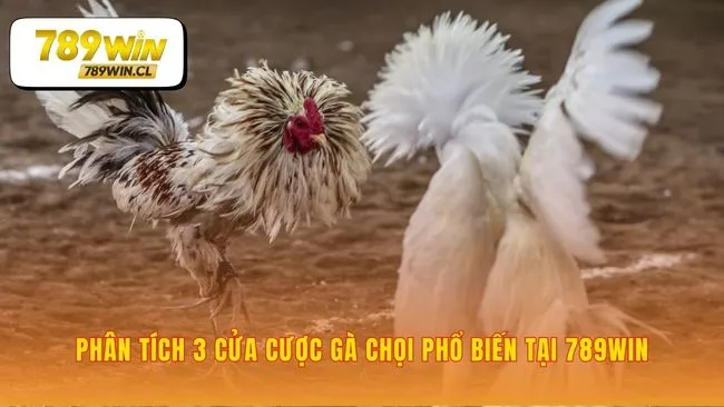 Ba con đường quyết định cho cược gà chọi 789WIN