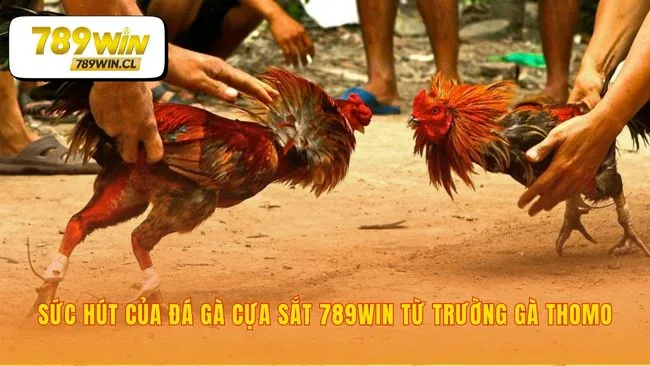 Uy tín Thomo làm nên sức hút đá gà cựa sắt 789WIN