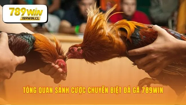 Nền tảng vững chắc làm nên tên tuổi đá gà 789WIN